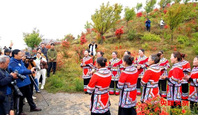 毕节秘境再现杜鹃花海，彝风歌舞颂生活之美