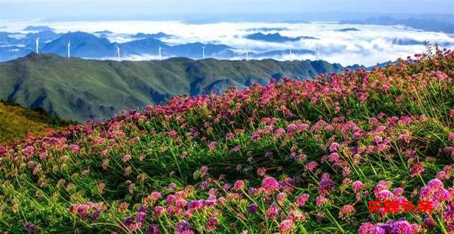 寻美毕节：韭菜花开，紫色梦境的浪漫邀约