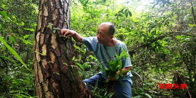 罗文礼治疗痛风方剂渊源如何将民族医药理论与现代医药相关